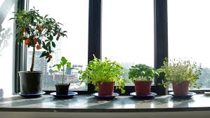 Indoor Herbs To Grow In Your Garden Window