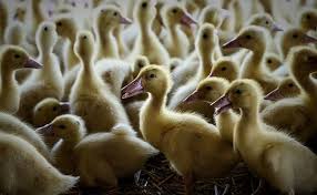 Zoonotic transmission of avian iavs of the h5n1 and h7n9 subtypes has. France Confirms Severe H5n8 Bird Flu Outbreak On Duck Farm