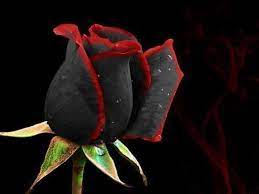 Black Rose Wallpapers - Top Free Black ...