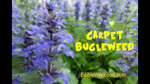 carpet bugleweed a common mint you