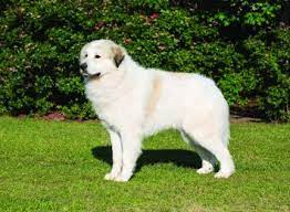 How much do great pyrenees puppies cost? Great Pyrenees Dog Breed Profile Petfinder