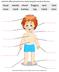 Students match the words to the correct pictures and complete the crossword. Human Body Parts Worksheet Turtle Diary