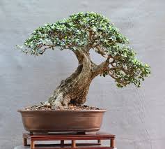Get free shipping on qualified bonsai trees or buy online pick up in store today in the outdoors department. Bonsai Trees For Sale In Durban Bonsai Tree