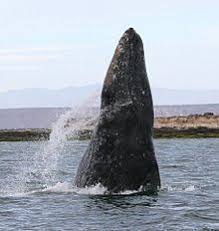 Gray Whale Wikipedia