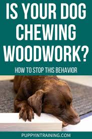 How To Stop Your Dog From Chewing On