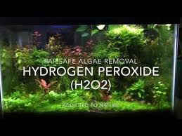 banish algae from your aquarium with