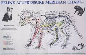 Felinechart Meridian Acupuncture Acupressure Treatment