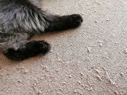 carpet for cats that scratch