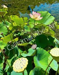 Buy Santa Barbara Lotus Garden In Bloom