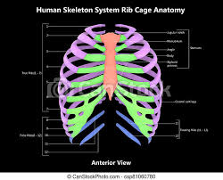 The most common cause of sharp or dull pains in your rib cage is a pulled muscle. 3d Illustration Concept Of Human Skeleton System Rib Cage Described With Labels Anatomy Anterior View Canstock