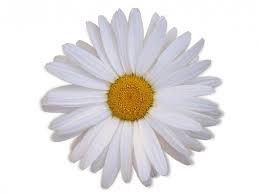 free stock photo of daisy flower