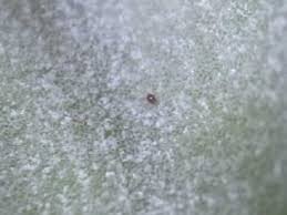 cultivation troubles spider mites