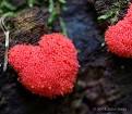 Resultado de imagem para red raspberry slime mould