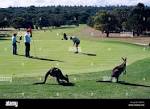 Anglesea Golf Course, famous for its large population of kangaroos ...