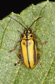 Joanne Skelly Management Of Pesky Elm Leaf Beetles Recordcourier Com
