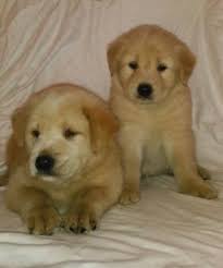 A houston golden retriever price will depend on different variables specific to the breed and the unique dog. Golden Retriever Puppies For Sale In Houston Texas Classified Americanlisted Com