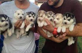 siberian husky puppies at 40000 00 inr