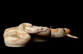 piebald python stock photos royalty