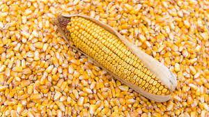 Кукуруза - натуральные продукты от Агрокомбината Несвижский