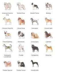 Akc Breeds By Group Non Working Dogs 3 Of 7 Dog Breeds