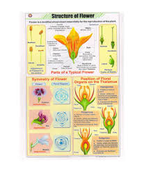 Pesa Structure Of Flower Chart Buy Pesa Structure Of