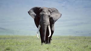 elephant wallpapers for