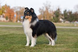 quickly potty training a sheltie