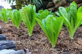 to harvest romaine lettuce in your garden
