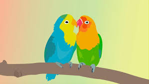 beautiful love birds vector