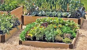 use raised bed gardening and avoid