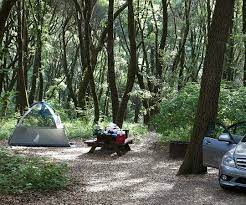 Maybe you would like to learn more about one of these? Our Awesome Campsite But Amongst Solid Poison Oak Picture Of Henry Cowell Redwoods State Park Felton Tripadvisor