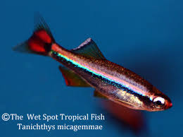 Image result for Tanichthys micagemmae