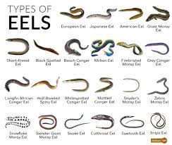 eel facts types reion life