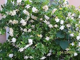 Gardenia Miami Supreme Fragrant Giant