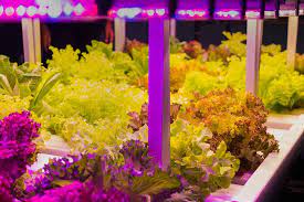 Grow Lights For Indoor Gardens