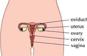 Conduit for urine form bladder b. Reproductive Organs Human Reproduction Siyavula