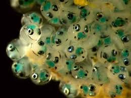 protect fish eggs in the aquarium