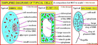 Under the microscope, it shows many different parts. Image From Http Www Docbrown Info Page20 Page20images Animalplantbacteriacells1 Gif Plant And Animal Cells Animal Cell Biology Revision