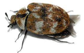 carpet beetle facts clean pro