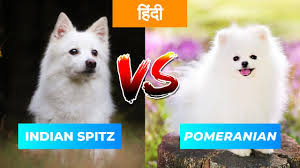 indian spitz vs pomeranian in hindi