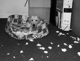 understanding destructive dog behavior