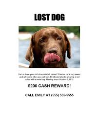 Fridge magnet missing poster template. 40 Lost Pet Flyers Missing Cat Dog Poster Templatearchive