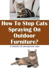 Sounds like your boy is an adult. 15 Beautiful Stop Neutered Male Cat Spraying Indoors Admirable