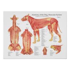 Dog Muscular Anatomy Poster Chart