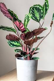 La ficus benjamin una delle piante da interni più comuni, per la sua semplicità nelle cure. 13 Piante Perfette Per La Camera Da Letto Verde Pisello
