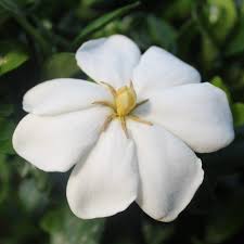 gardenia kleim s hardy 4 5 pot