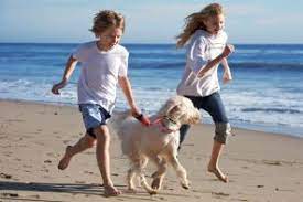 leash laws outer banks vacation als