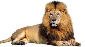 lion png transpa image