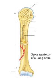 Bone is found in the shafts of long bone and consists of various cylindrical units named as haversian system 47. Diagram Of Long Bone Diagram Of Hand And Wrist Wrist Hand Teaching Anato Human Anatomy For Muscle Reproductive And Skeleton Sword Hero