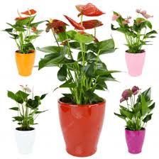 Plants such as the christmas cactus, azaleas and orchids can create a stunning focal point for a shelf, sideboard or table centrepiece. Gardenersdream Red Anthurium Live Indoor Houseplant
